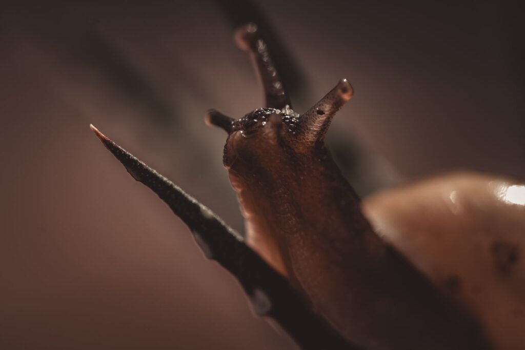 Snail Teeth: How Many They Have, What They’re Made Of, and Why They’re Nature’s Strongest Material